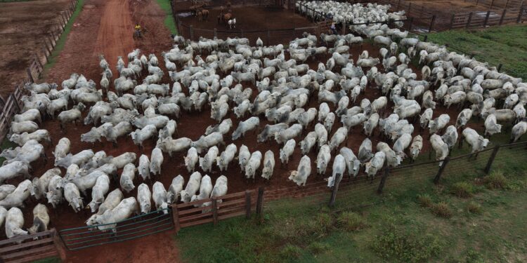 Frio intenso provoca a morte de mais de 80 bovinos em Mato Grosso do Sul