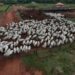 Frio intenso provoca a morte de mais de 80 bovinos em Mato Grosso do Sul