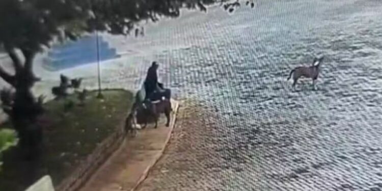 Homem é multado em R$ 21 mil por envenenar cães de rua no interior de SP